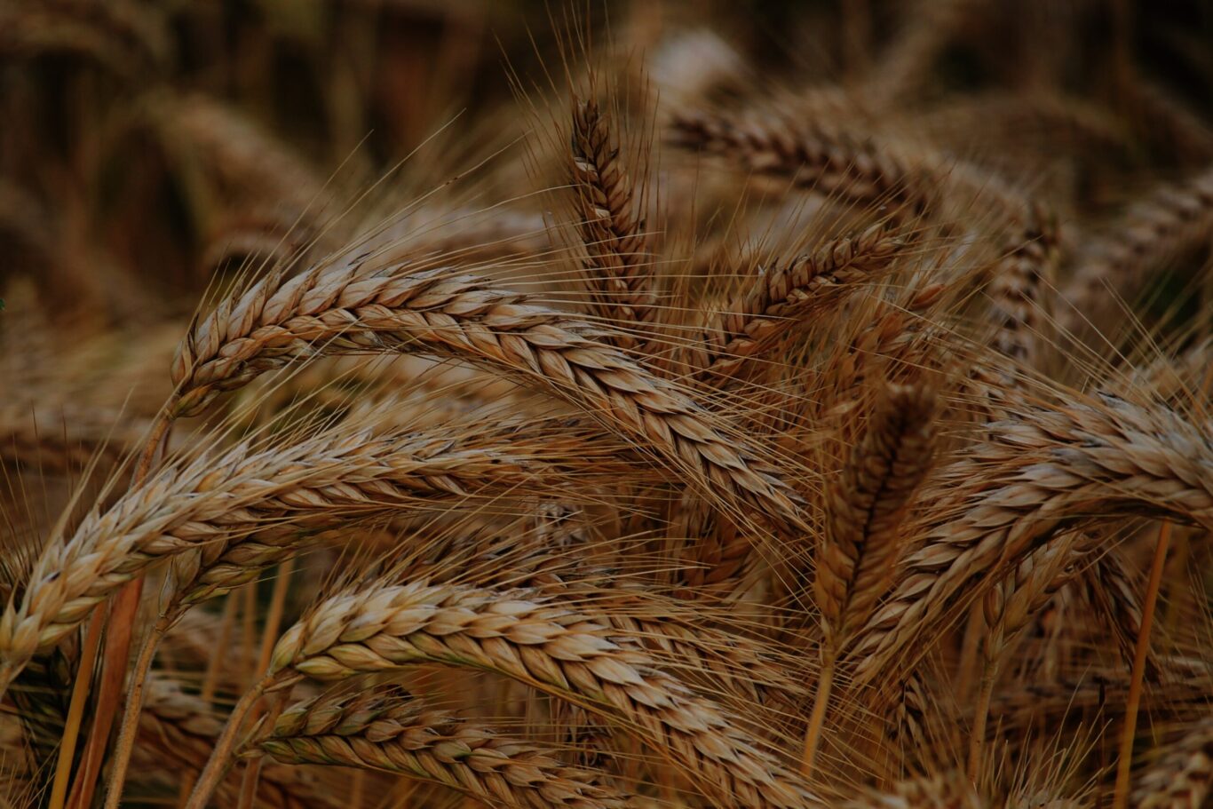 wheat-dark